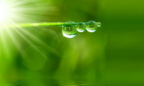 Chlorella